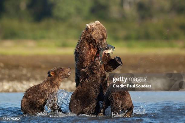 grizzly bear, katmai national park, alaska - grizzly bear attack stock-fotos und bilder