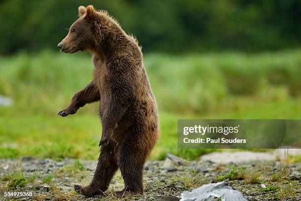 grizzly bear, katmai national park, alaska - bear standing stock-fotos und bilder