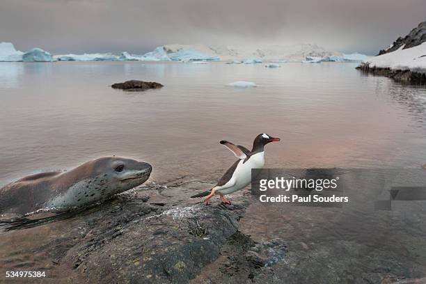 Leopard Seal Hunting Gentoo Penguin, Antarctica