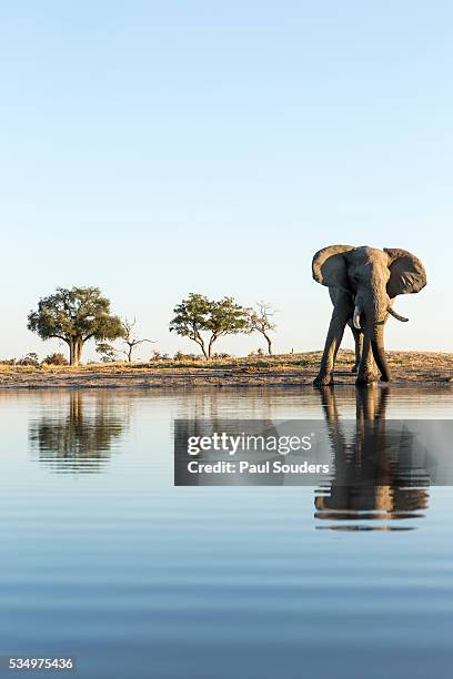 african elephant, chobe national park, botswana - chobe national park stock pictures, royalty-free photos & images