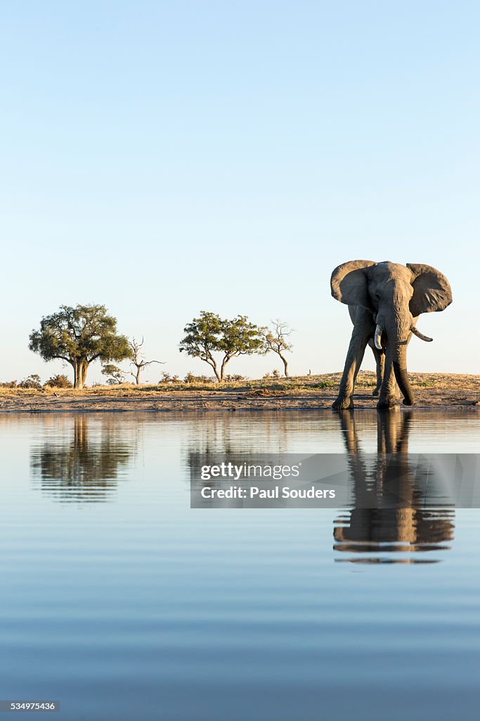 African Elephant, Chobe National Park, Botswana