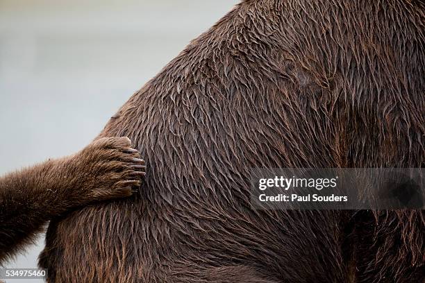 grizzly bear, katmai national park, alaska - tierischer fuß stock-fotos und bilder