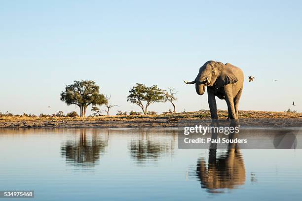 african elephant, chobe national park, botswana - elephant trunk drink photos et images de collection