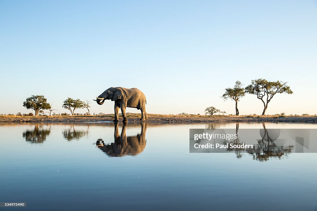African Elephant, Chobe National Park, Botswana