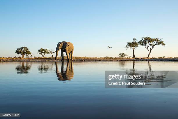 african elephant, chobe national park, botswana - kalahari desert stockfoto's en -beelden