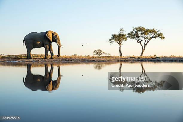 african elephant, chobe national park, botswana - savuti reserve stock pictures, royalty-free photos & images