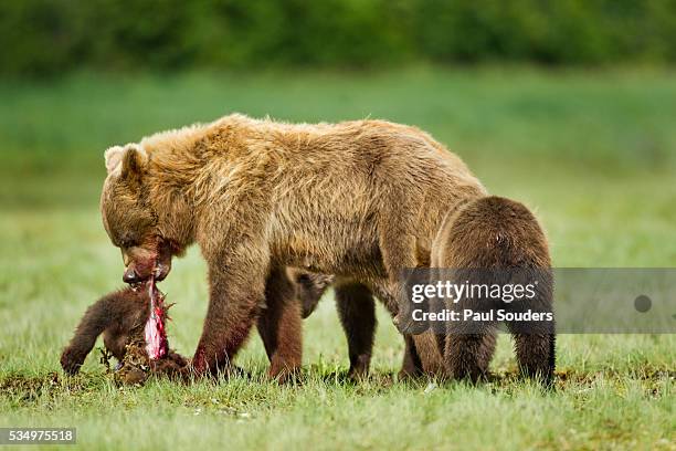 brown bear feeding on cub, katmai national park, alaska - bear attacking stockfoto's en -beelden