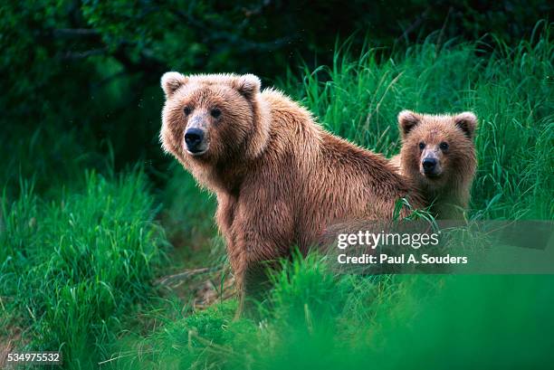 brown bear sow and cub - ヒグマ ストックフォトと画像
