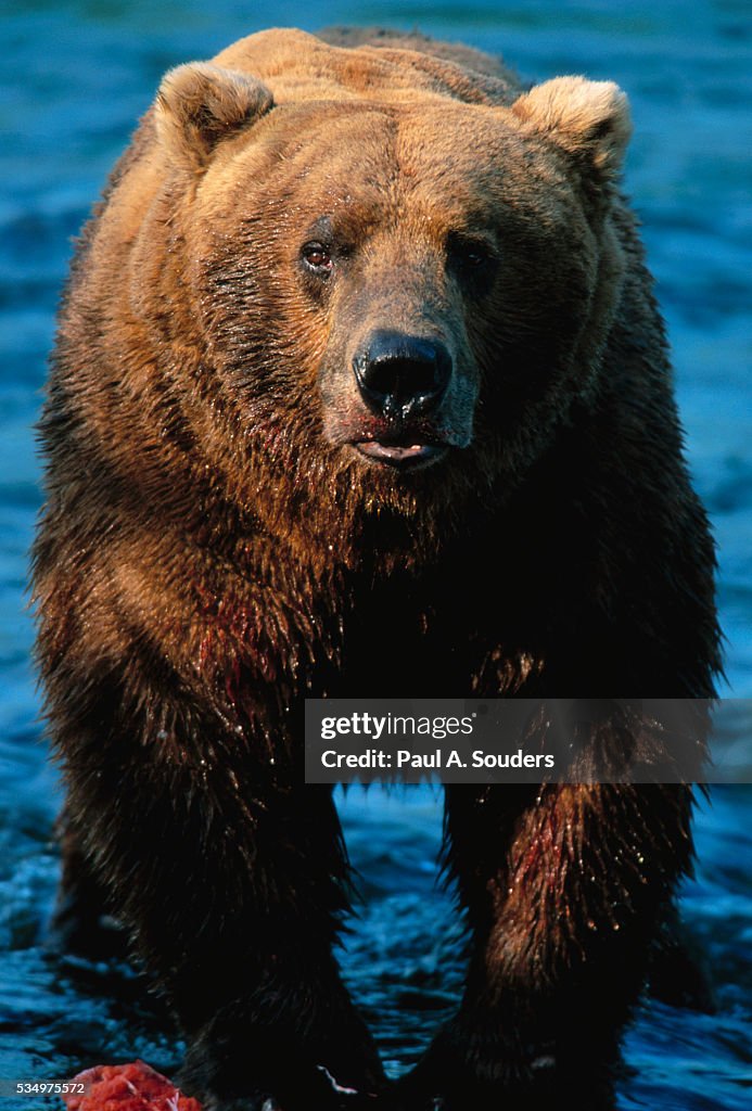 Brown Bear Eating Sockeye Salmon