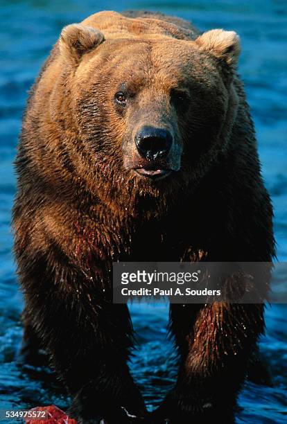 brown bear eating sockeye salmon - sockeye salmon stock pictures, royalty-free photos & images