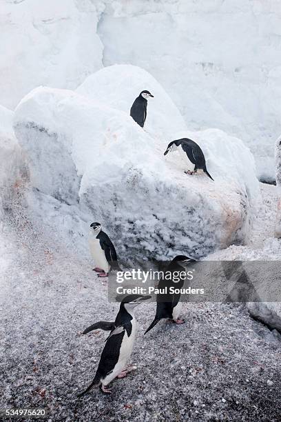 chinstrap penguins in snow, deception island, antarctica - deception island foto e immagini stock