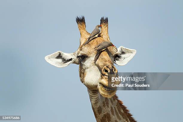giraffe and red-billed oxpeckers, moremi game reserve, botswana - picoteador de pico rojo fotografías e imágenes de stock