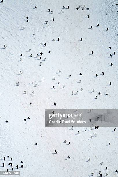 chinstrap penguins, deception island, antarctica - deception island stock pictures, royalty-free photos & images