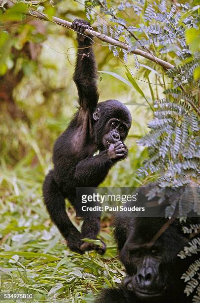 young mountain gorilla hanging from branch - mountain gorilla stock pictures, royalty-free photos & images