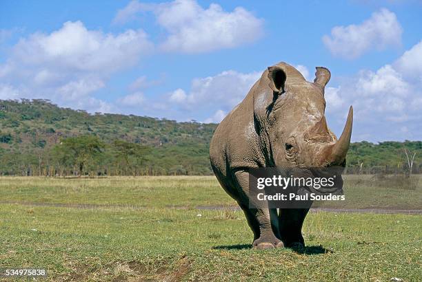 white rhinoceros in meadow - rhinoceros stock-fotos und bilder