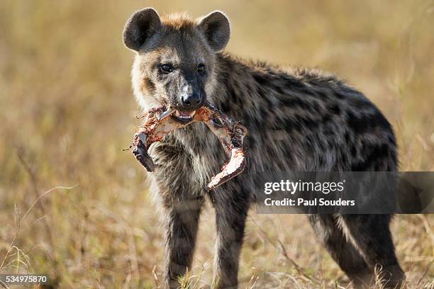 hyena, moremi game reserve, botswana - hyena stock pictures, royalty-free photos & images