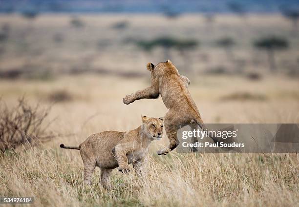 lions playing in masai mara game reserve, kenya - lion cub stock pictures, royalty-free photos & images