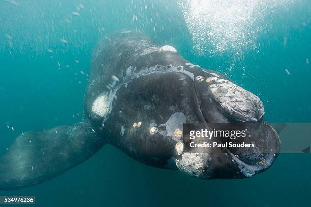 southern right whale off peninsula valdes, patagonia - southern right whale stock pictures, royalty-free photos & images