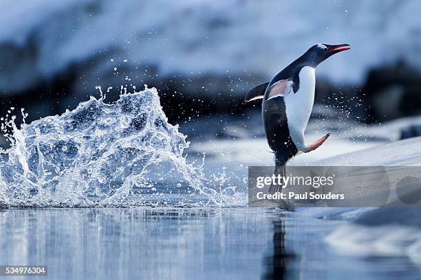 leaping gentoo penguin, antarctica - antartide foto e immagini stock