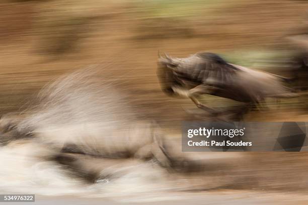 serengeti wildebeest migration in masai mara, kenya - wildebeest stampede stock pictures, royalty-free photos & images