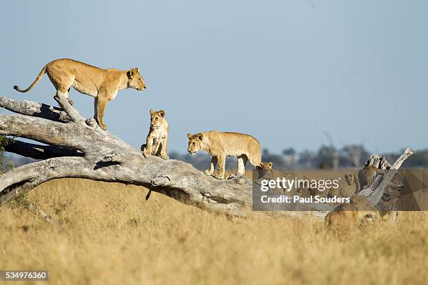 lion pride standing on dead tree, chobe national park, botswana - okavango delta stock pictures, royalty-free photos & images