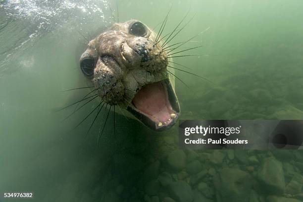 underwater elephant seal, antarctica - elephant seal stock pictures, royalty-free photos & images