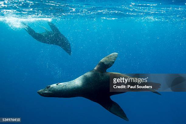 underwater sea lions, diego ramirez island, chile - no película chilena de 2012 fotografías e imágenes de stock