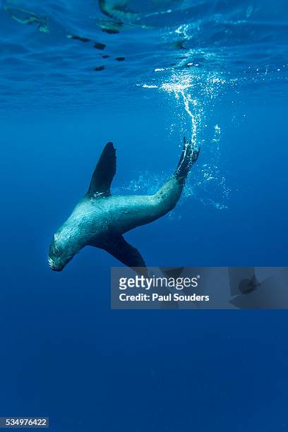 underwater sea lion, diego ramirez island, chile - straat drake stockfoto's en -beelden