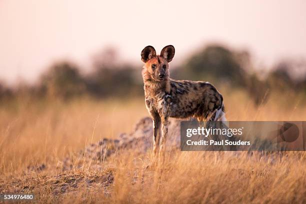 wild dog, moremi game reserve, botswana - lycaon photos et images de collection