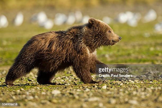 brown bear spring cubs, katmai national park, alaska - bear cub fotografías e imágenes de stock