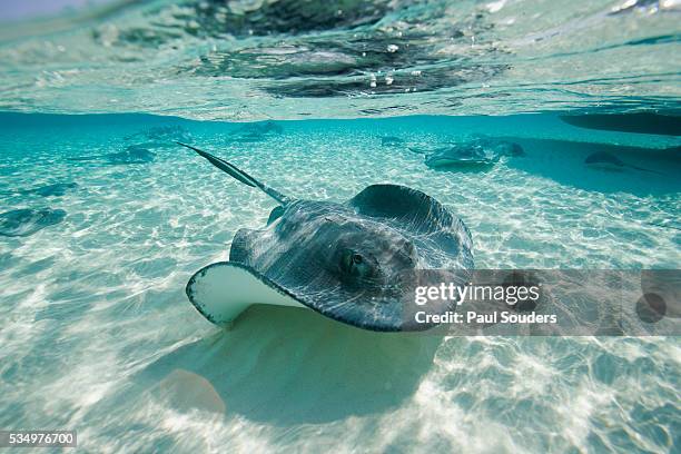 southern stingrays swimming at stingray city - ray fish stockfoto's en -beelden