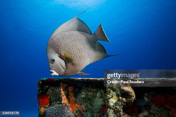 gray angelfish above shipwreck - gray angelfish stock pictures, royalty-free photos & images