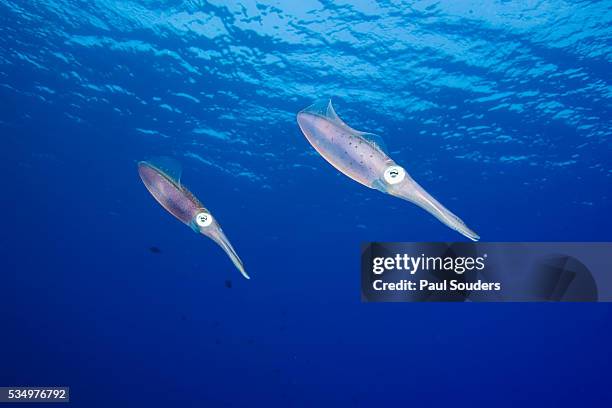 caribbean reef squid - calamares fritos fotografías e imágenes de stock