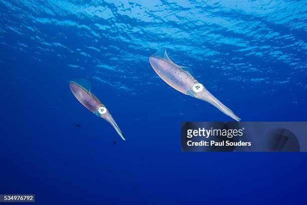 caribbean reef squid - lula frita imagens e fotografias de stock