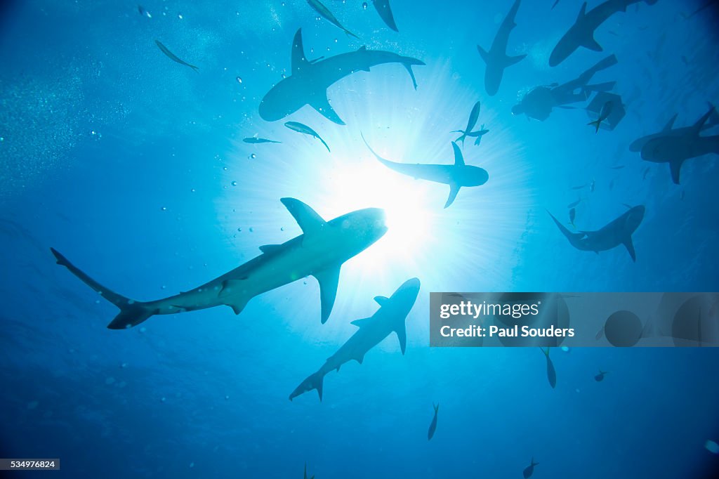 Scuba Diver and Caribbean Reef Sharks at Stuart Cove's Dive Site