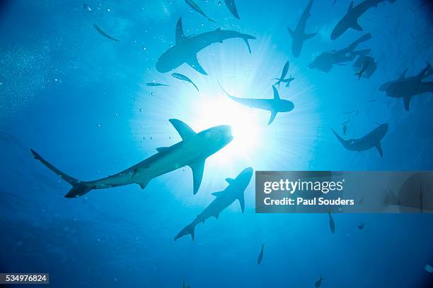 scuba diver and caribbean reef sharks at stuart cove's dive site - caribbean reef shark imagens e fotografias de stock