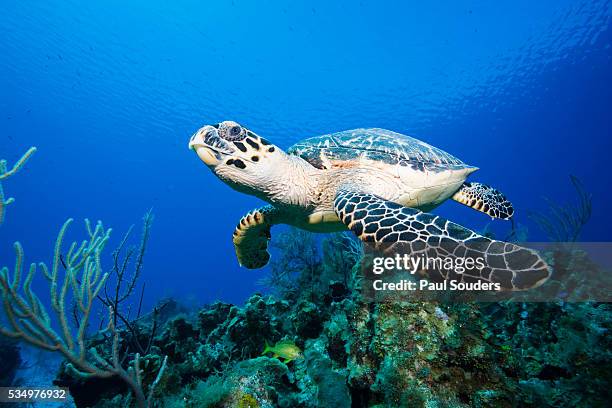 hawksbill turtle swimming above reef - hawksbill turtle fotografías e imágenes de stock