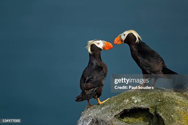 puffin, katmai national park, alaska - tufted puffin stock pictures, royalty-free photos & images