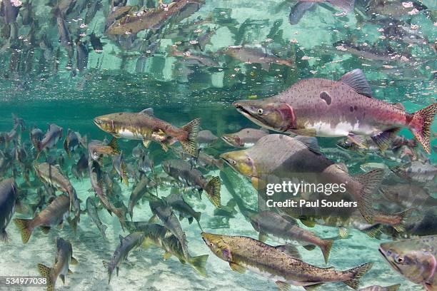 underwater spawning salmon, alaska - desovar imagens e fotografias de stock