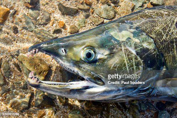 https://media.gettyimages.com/id/534977048/photo/close-up-of-dying-spawning-salmon-alaska.jpg?s=612x612&w=gi&k=20&c=As9ChcOnPOKAjk-P10w0AuWP7eevxZt6G5bC9s4VdSE=
