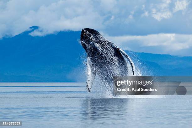 breaching humpback whale, alaska - ブリーチング ストックフォトと画像