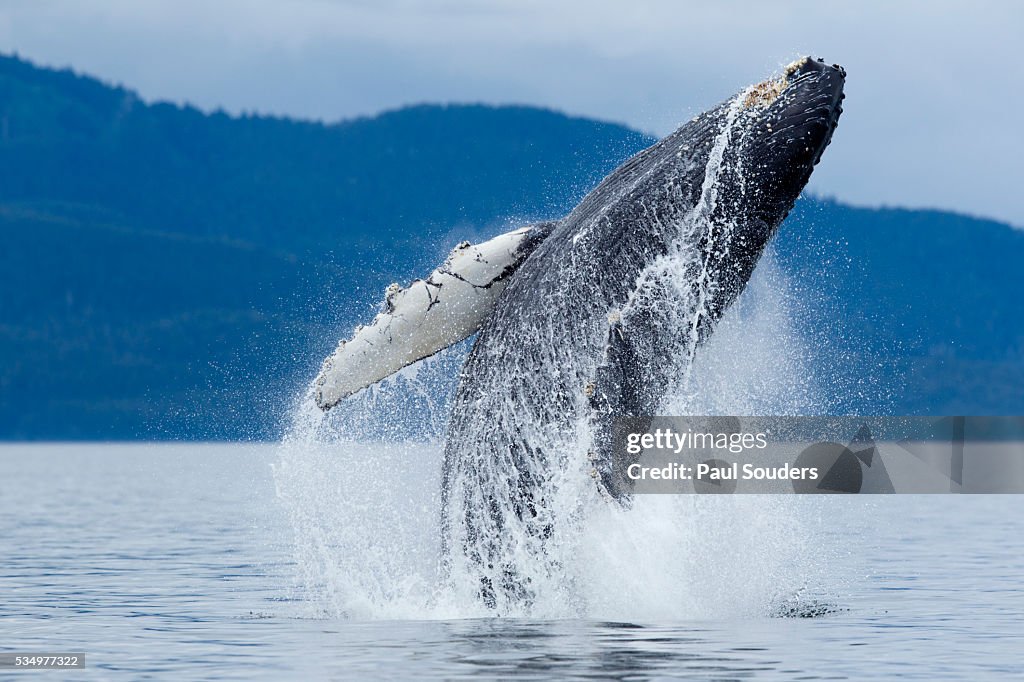 Breaching Breaching Humpback Whale Alaska High-Res Stock Photo - Getty Images