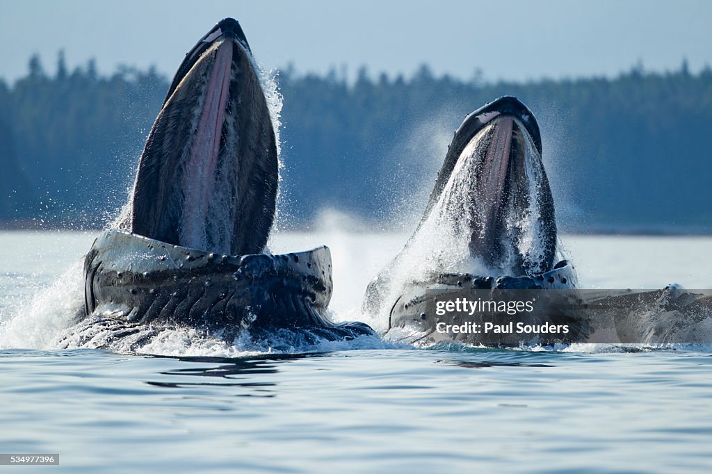 Feeding Humpback Whales, Alaska