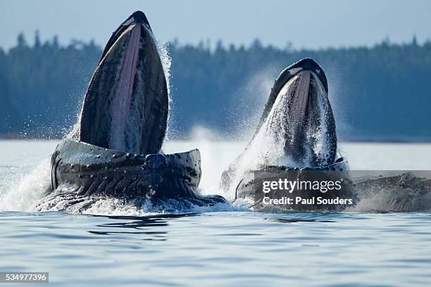 feeding humpback whales, alaska - humpbacks imagens e fotografias de stock