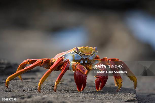sally lightfoot crab in the galapagos islands - sally lightfoot crab stock pictures, royalty-free photos & images
