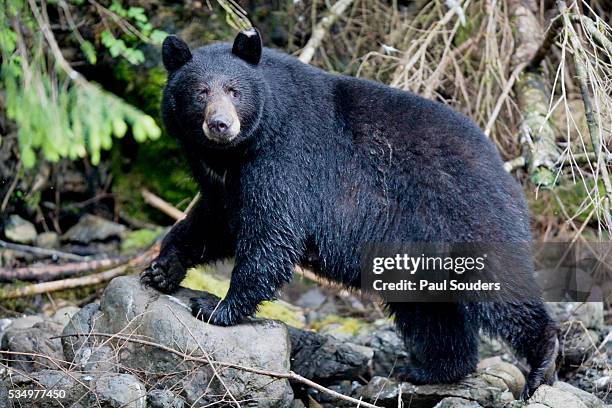 black bear in rainforest in alaska - black bear stock pictures, royalty-free photos & images