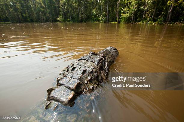 Alligator, Honey Island Swamp, Louisiana