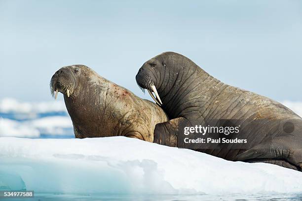 walrus resting on ice in hudson bay, nunavut, canada - ジュゴン ストックフォトと画像