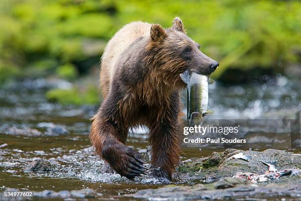 brown bear catching sockeye salmon in alaska - oso fotografías e imágenes de stock