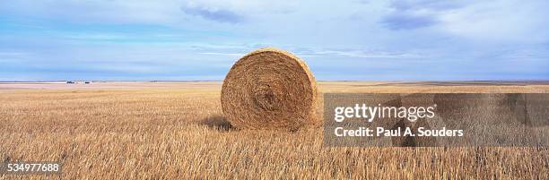 hay bale in a wheat field - hooi stockfoto's en -beelden